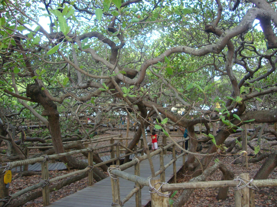 Cajueiro de Pirangi-Pirangi do Norte必去景点