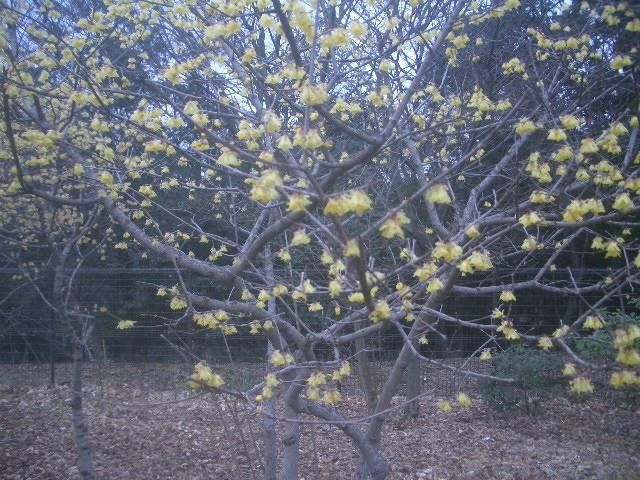 Tadao Park-町田市必去景点