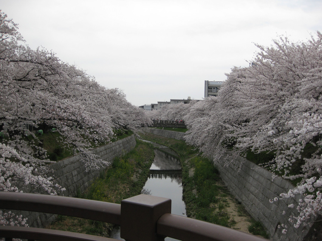 山崎川四季之道-名古屋市必去景点