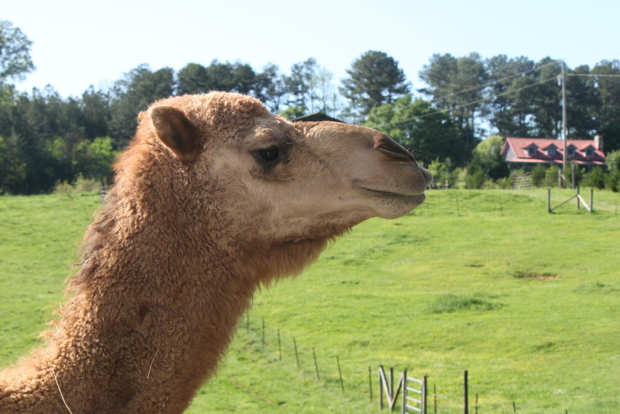 Ocoee Mist Farm Bed and Breakfast-客卧