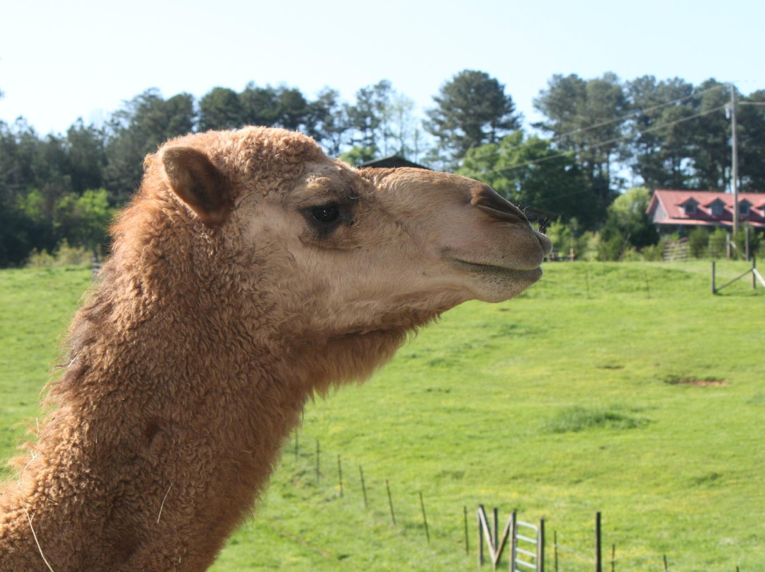 Ocoee Mist Farm Bed and Breakfast主图