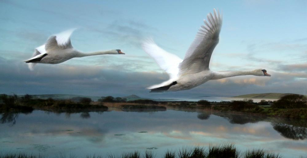 Dingle Wildlife & Seal Sanctuary-Lispole必去景点