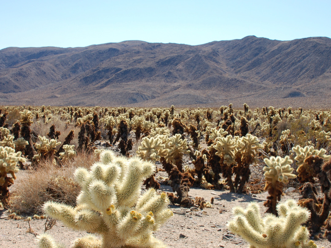 Cholla Cactus Garden-约书亚树国家公园必去景点
