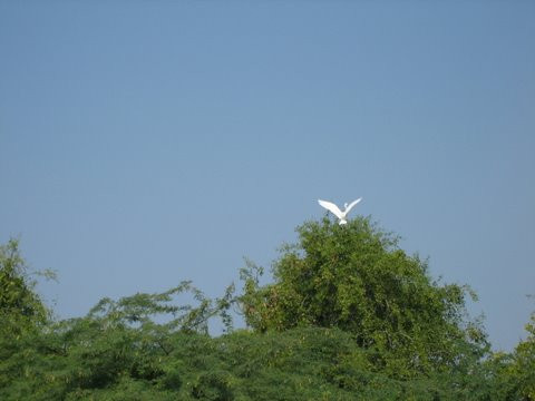 Nalsarovar Bird Sanctuary-Nalsarovar必去景点