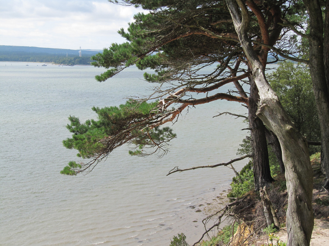 Brownsea Island-普尔必去景点