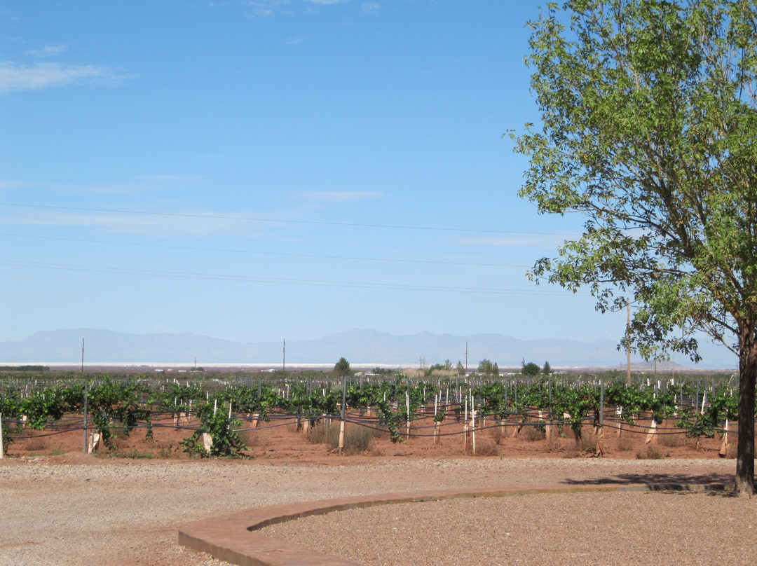 McGinn's PistachioLand-阿拉莫戈多必去景点