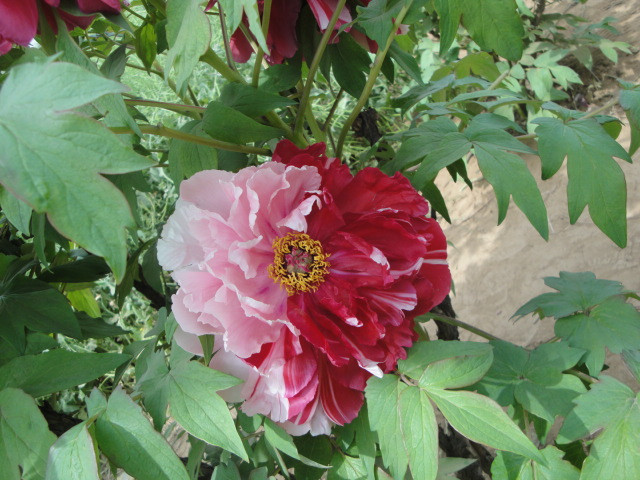 汉牡丹园-柏乡县必去景点