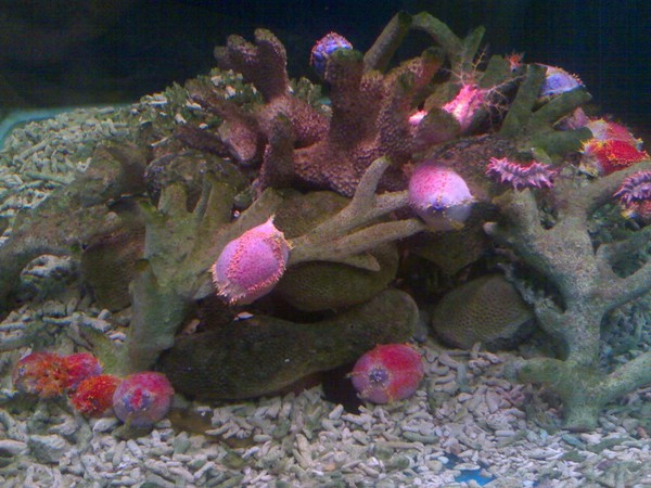 蓬莱海洋极地世界-蓬莱市必去景点