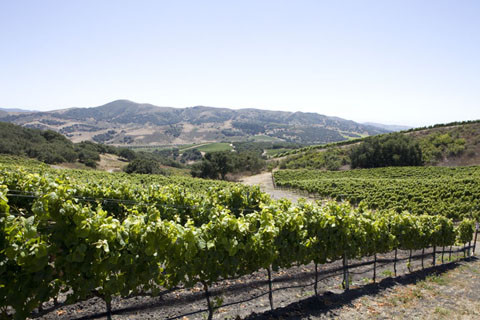 Foley Estates Vineyard & Winery景点图片