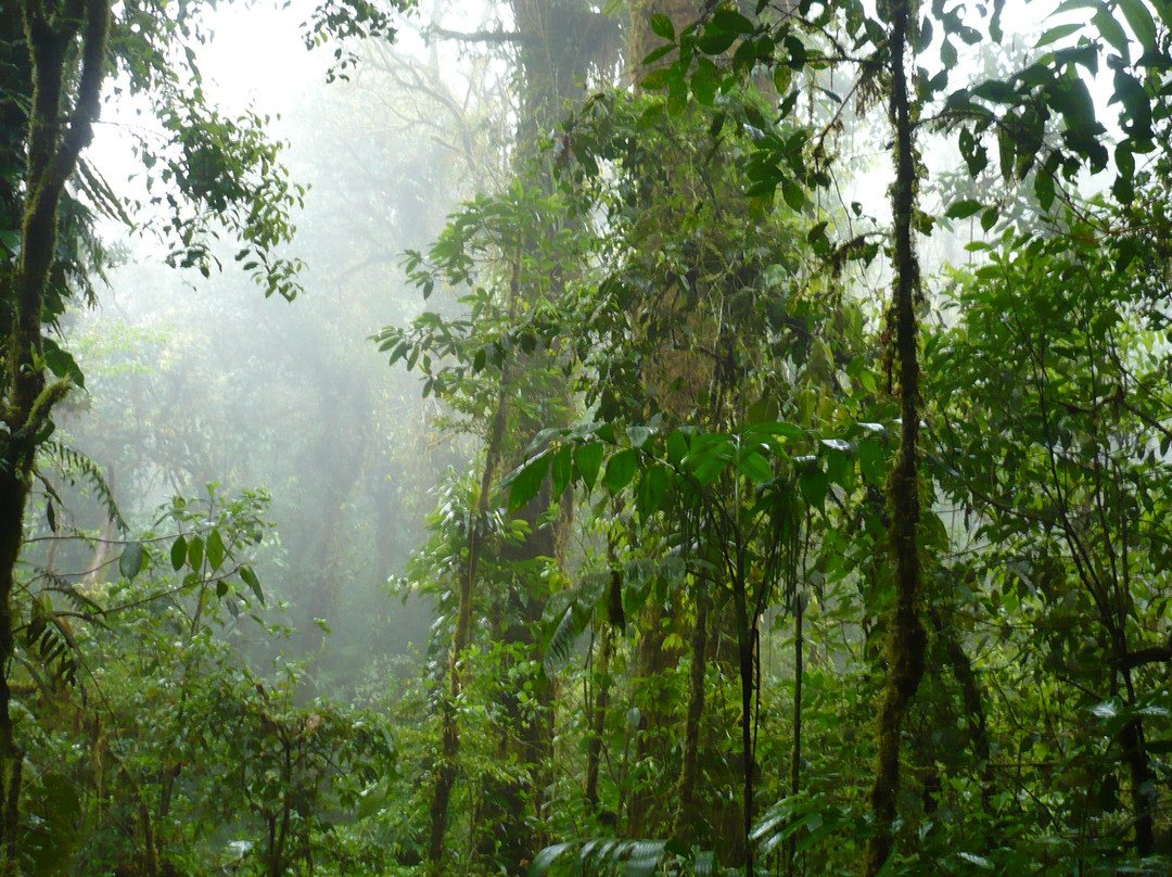 Reserva Bosque Nuboso Santa Elena景点图片