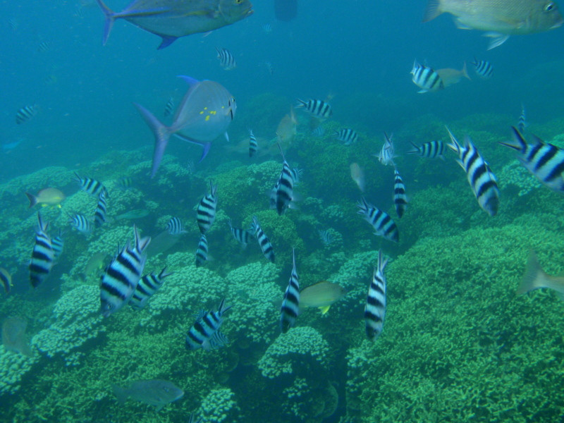 鱼眼海洋公园-Piti必去景点