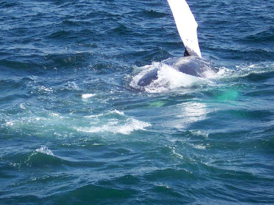 Hyannis Whale Watcher Cruises-Barnstable必去景点