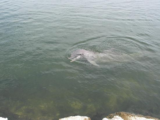 Dolphin Research Center-Grassy Key必去景点