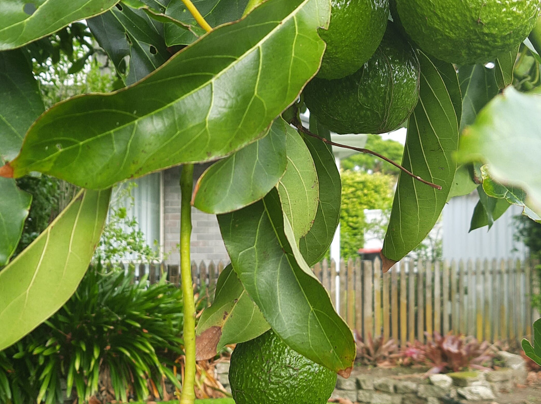 Colonial Court Motor Inn主图