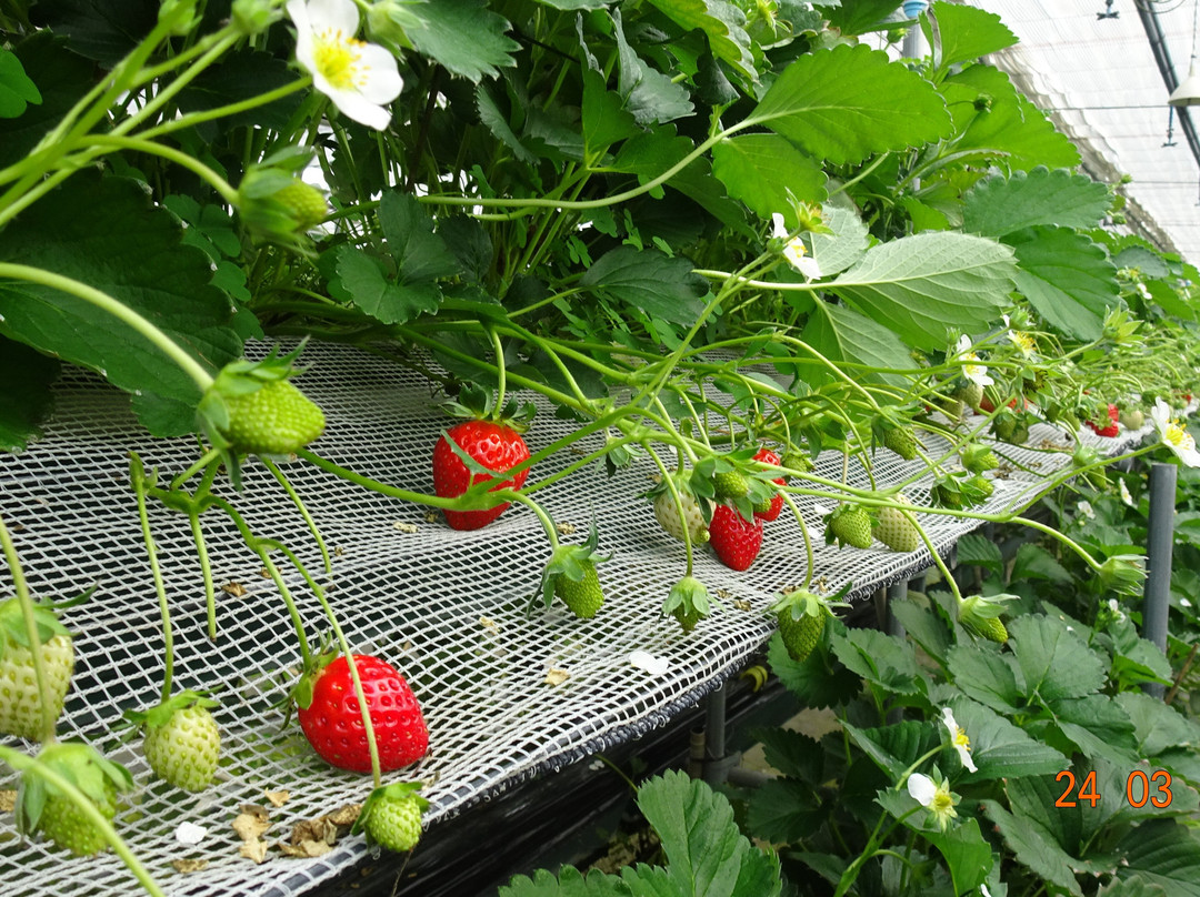 Tosu Berry Forest-鸟栖市必去景点