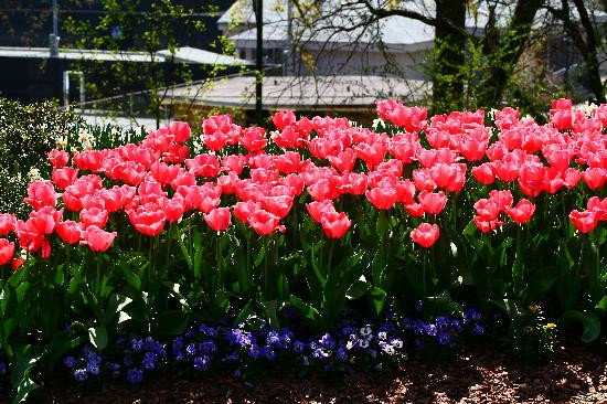 亚特兰大植物园-亚特兰大必去景点