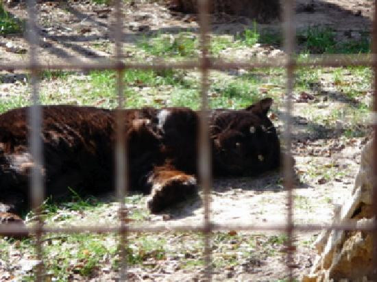 The Wild Animal Sanctuary - Texas-Boyd必去景点