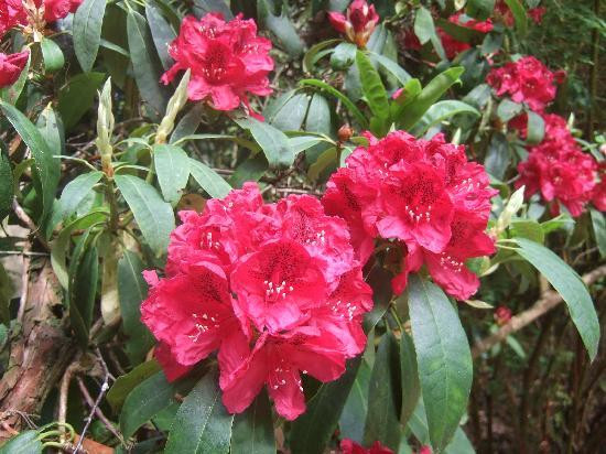 Hare Hill Park And Gardens-Over Alderley必去景点
