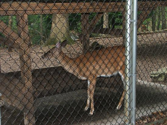 Bays Mountain Park & Planetarium-金斯波特必去景点