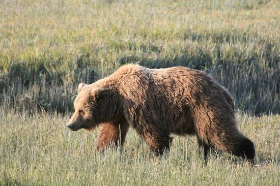 Hallo Bay Lodge Bear VIewing-荷马必去景点