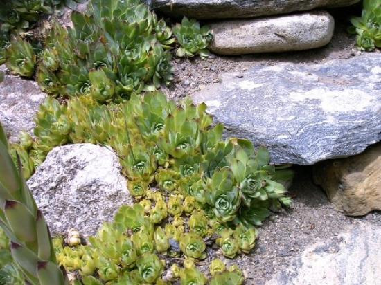 Yampa River Botanic Park-斯廷博特斯普林斯必去景点