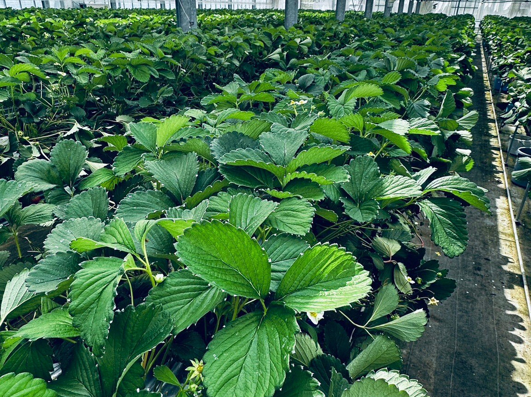 Kinta Farm Berryne-滨田市必去景点