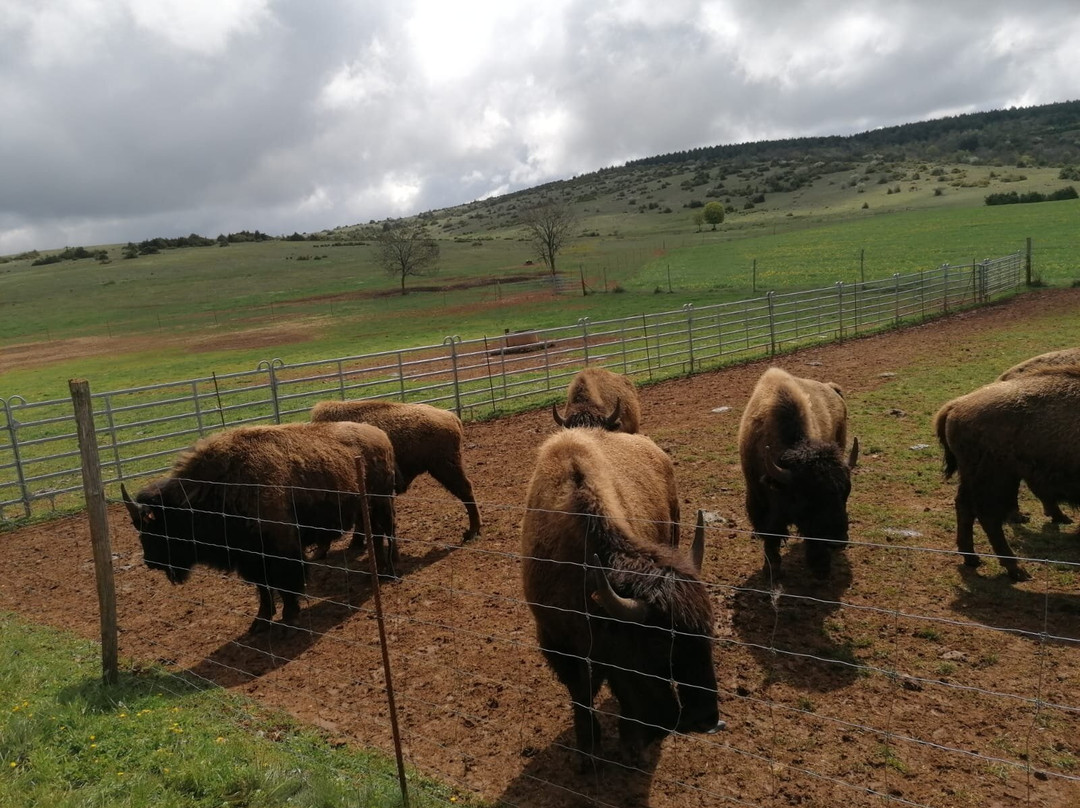 Randals Bison主图