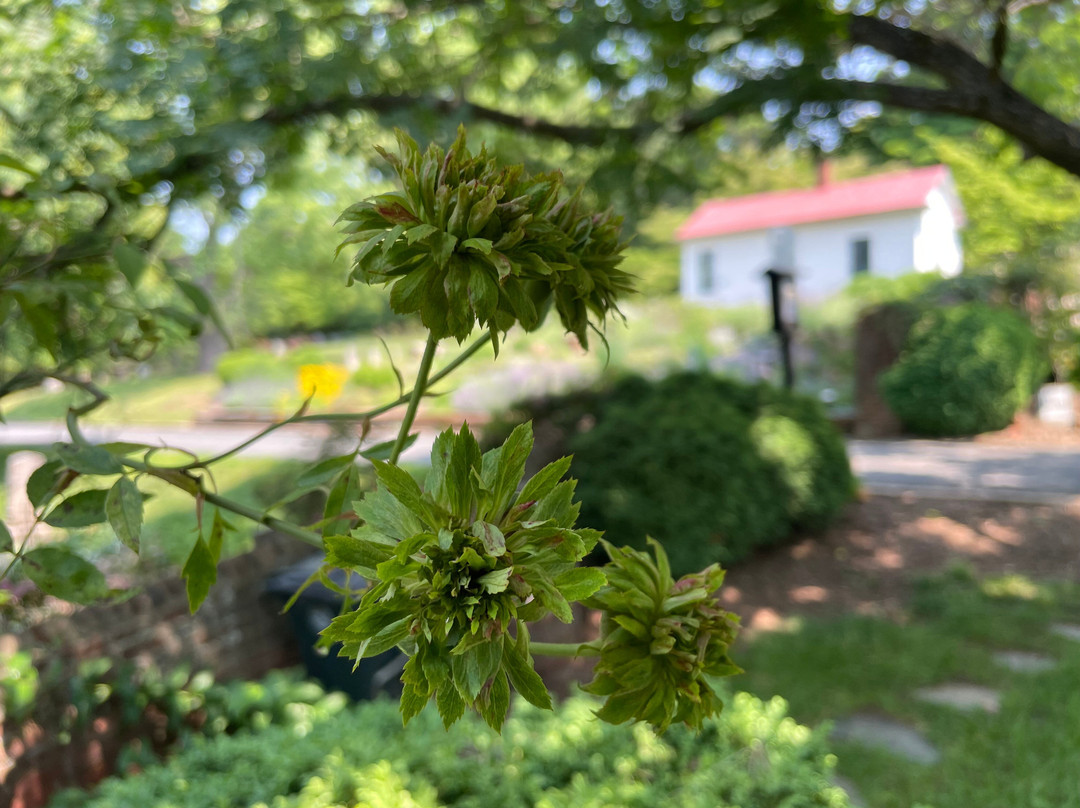 Old City Cemetery Museums And Arboretum景点图片