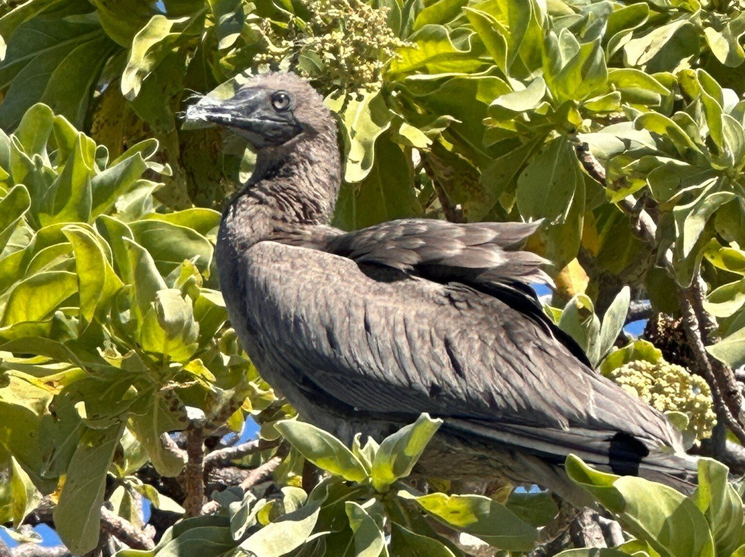 L'Ile Aux Oiseaux-提克豪环礁必去景点