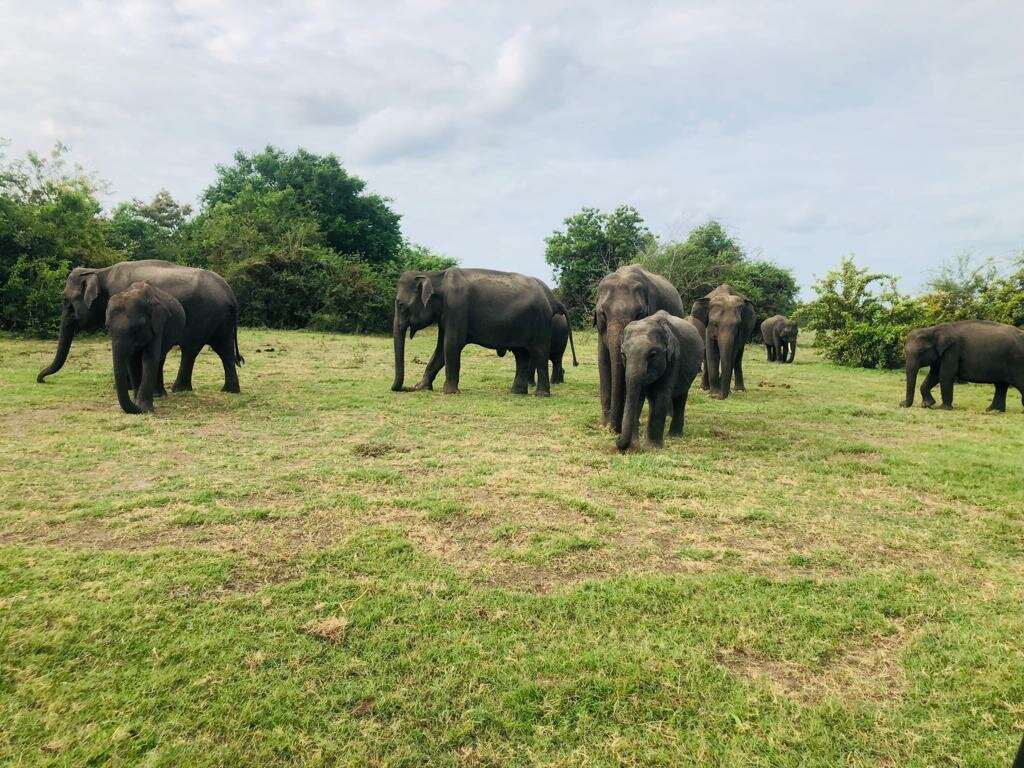Minneriya National Park-Minneriya必去景点
