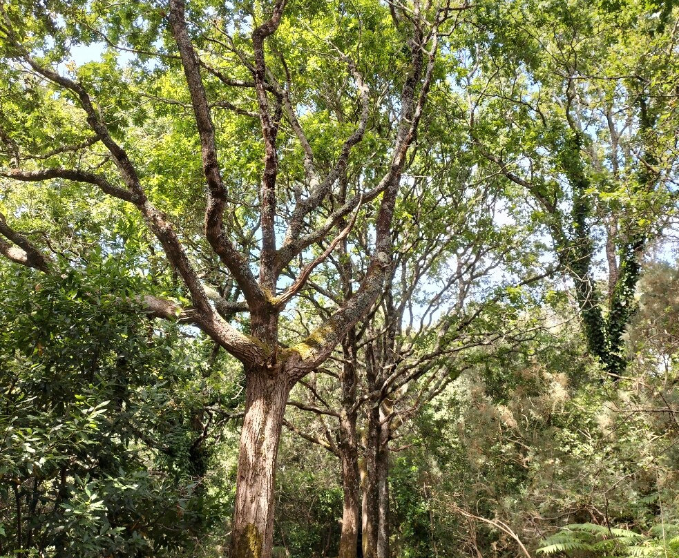 Sentier de la Vigie-La Trinite-sur-Mer必去景点