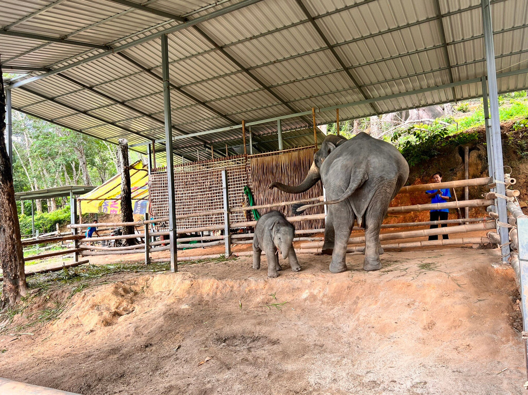 Phuket Elephant Care-奈通必去景点