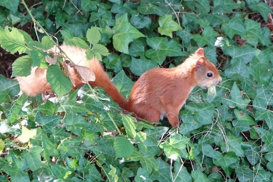 Alverstone Mead Nature Reserve-桑当必去景点
