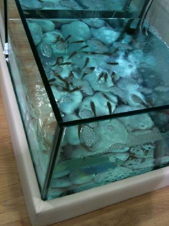 Dr. Nibbles - Fish Pedicure Spa-利物浦必去景点