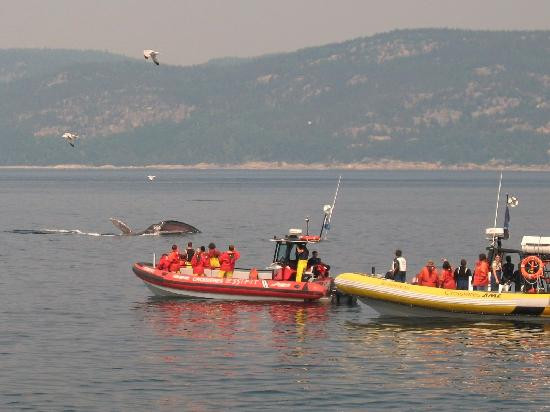 Saguenay-St. Lawrence Marine Park景点图片