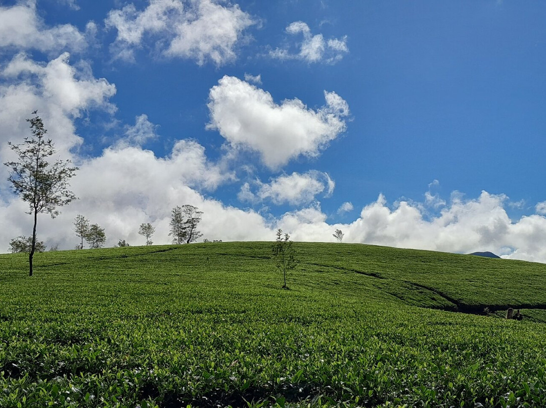 Sri Lanka KIPS Drivers-Nanu Oya必去景点