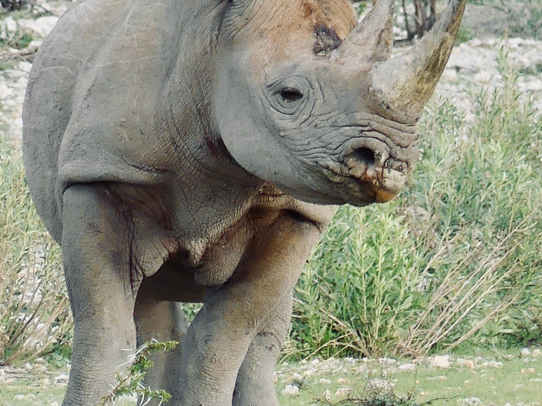 TOM SAFARI NAMIBIA-Okaukuejo必去景点