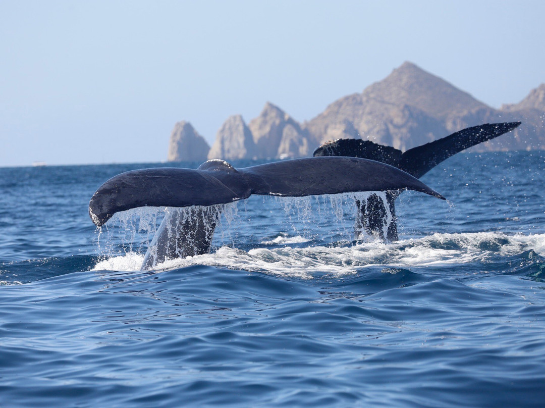 Whale Watch Cabo景点图片