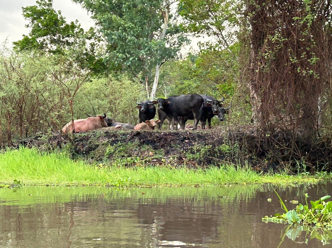 Thale Noi Waterbird Park景点图片
