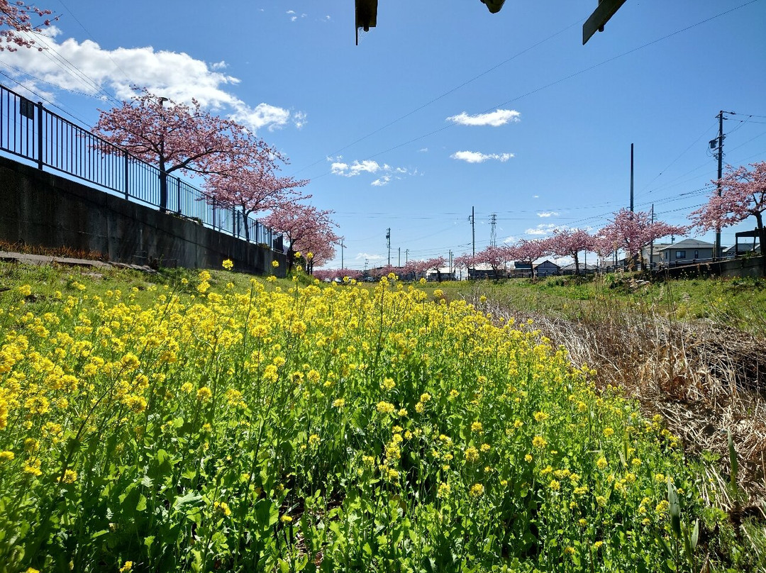 Saikosegawazoi no Kawazu Zakura景点图片