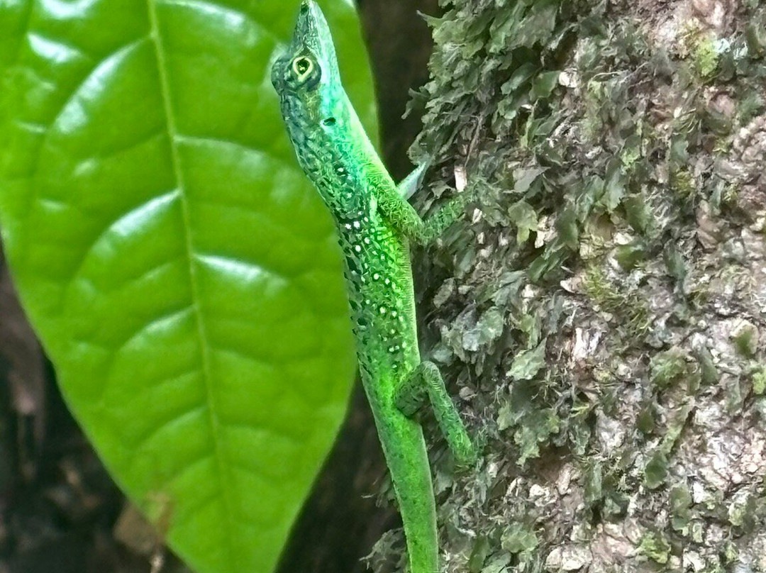 Cascade Couleuvre-Le Precheur必去景点
