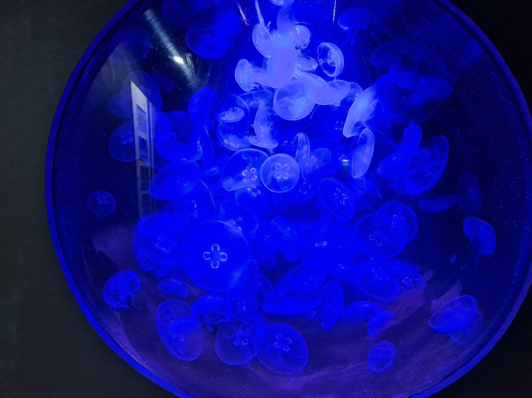 Acuario Do Grove景点图片