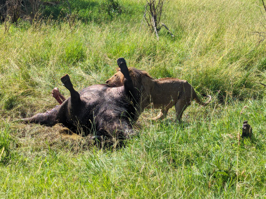 Medoti African Safaris-纳罗克必去景点