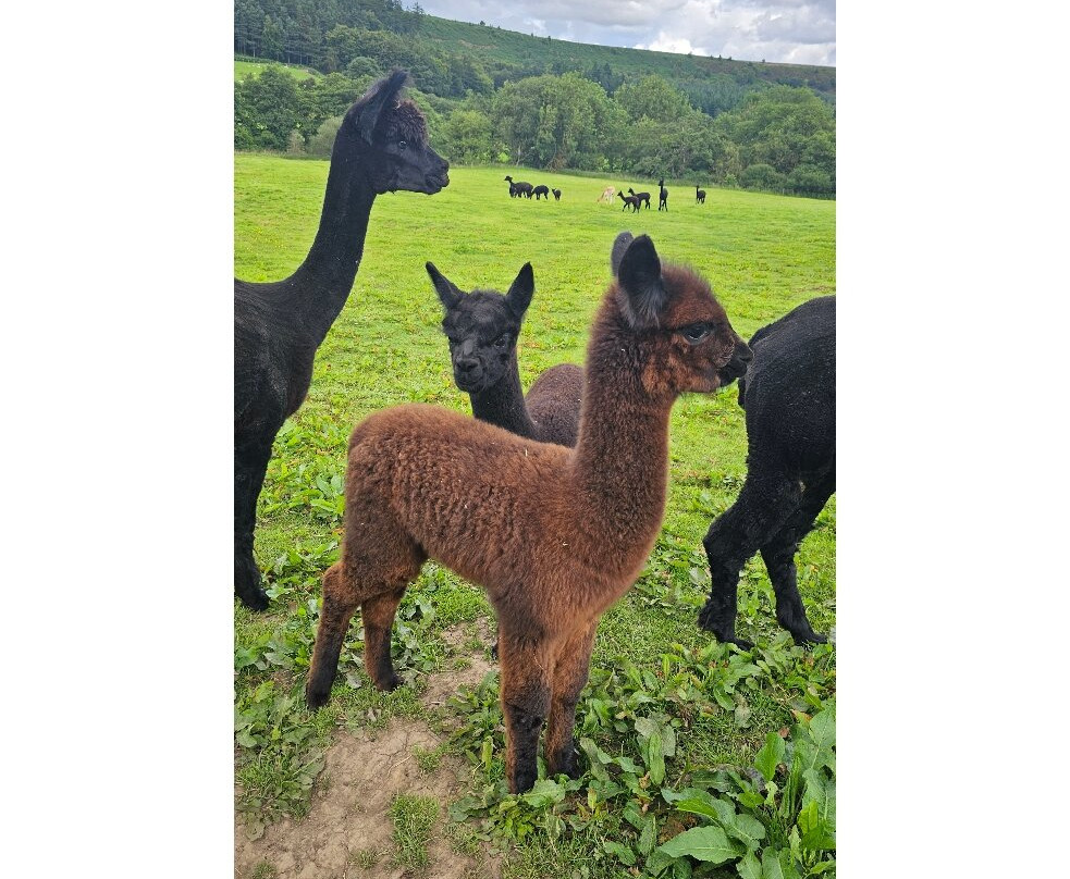 Little Alpaca Company景点图片