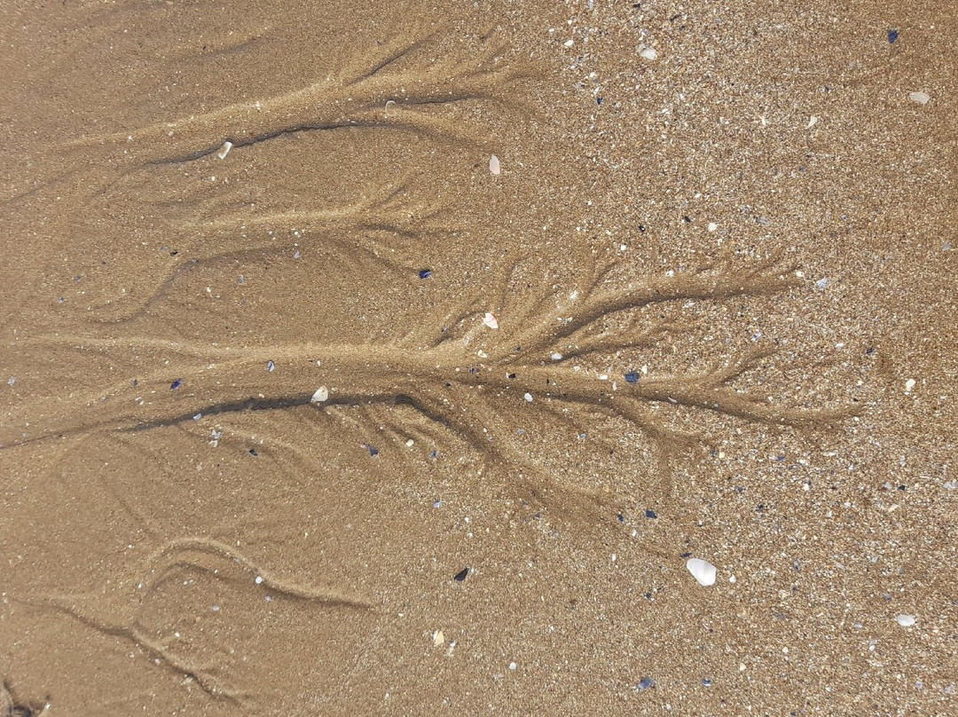 Grande Plage De Tharon景点图片