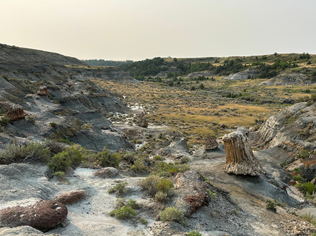 Petrified Forest Loop景点图片