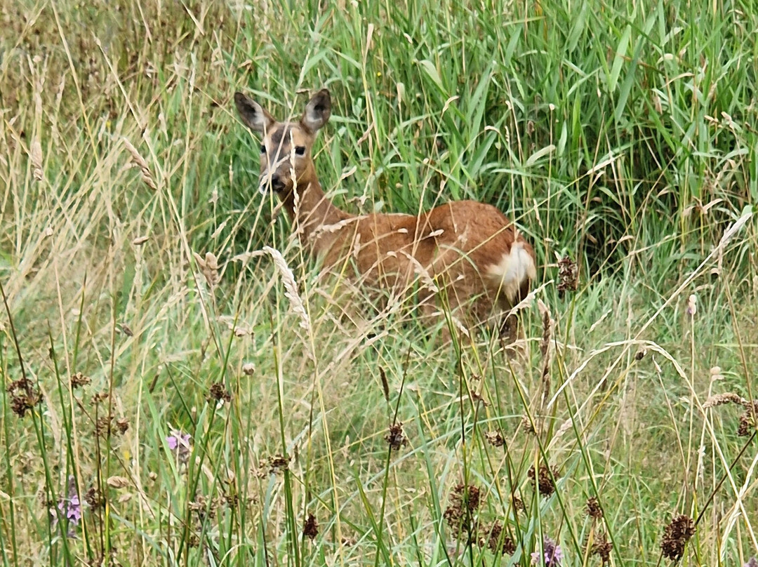 Brockholes Nature Reserve景点图片