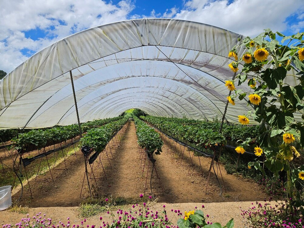 Fresas Ariyami-Constanza必去景点