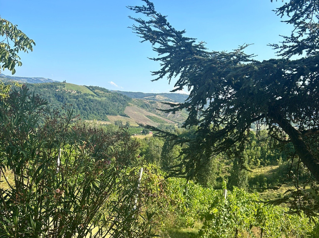 Azienda Agricola Fedrizzi Alessandro景点图片