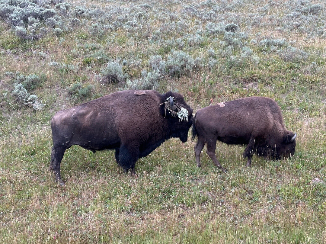 Lamar Valley Touring景点图片